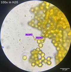 Oligonema schweinitzii