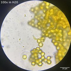 Oligonema schweinitzii