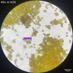 Oligonema schweinitzii