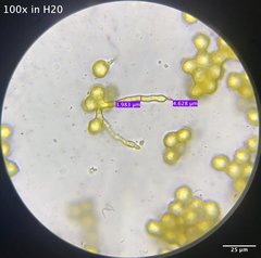 Oligonema schweinitzii