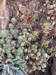 Psammotropha mucronata