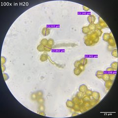 Oligonema schweinitzii