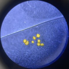 Oligonema schweinitzii