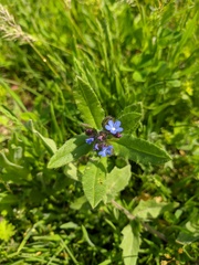 Anchusa pusilla