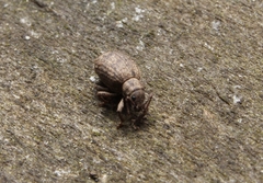 Myosides seriehispidus