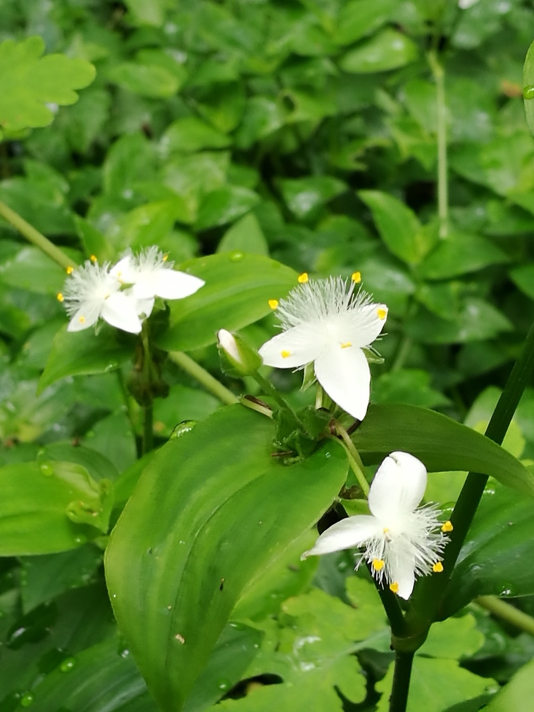 South American Spiderworts