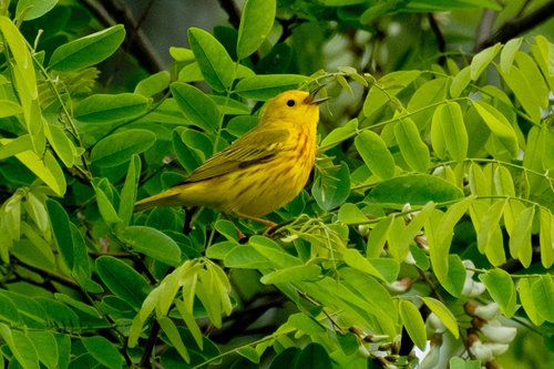 Setophaga aestiva brewsteri