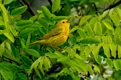 Northern Yellow Warbler