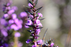 Muraltia juniperifolia