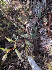 Chamaecrista deeringiana
