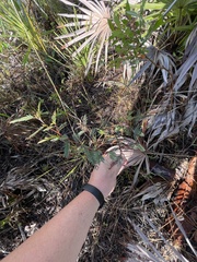 Chamaecrista deeringiana
