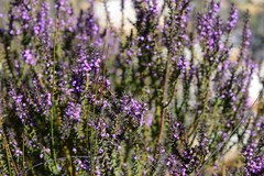 Muraltia juniperifolia