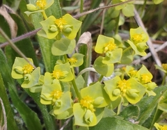 Euphorbia falcata