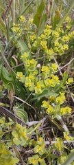 Euphorbia falcata