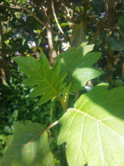 Solanum stellatiglandulosum