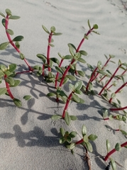 Blutaparon portulacoides