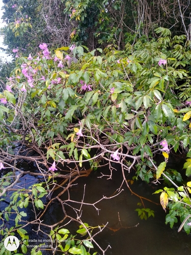 Handroanthus barbatus (Bureau & K.Schum.) Mattos 2