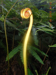 Dicranopteris