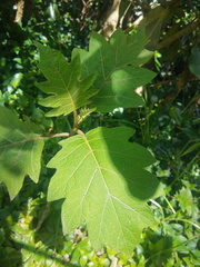Solanum stellatiglandulosum