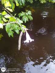 Handroanthus barbatus