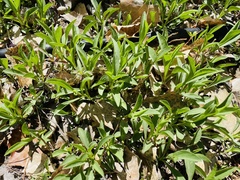 Stenotus armerioides