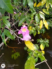Handroanthus barbatus