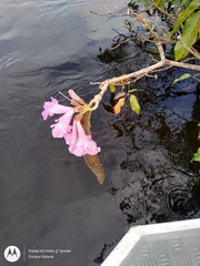 Handroanthus barbatus