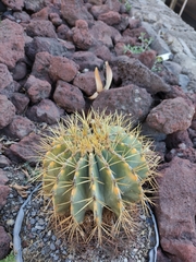 Ferocactus glaucescens
