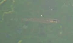 Oryzias curvinotus