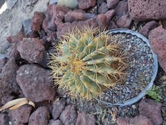 Ferocactus glaucescens