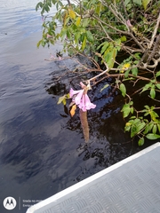 Handroanthus barbatus