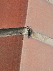 Brachycera