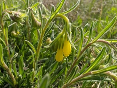 Onosma rigida