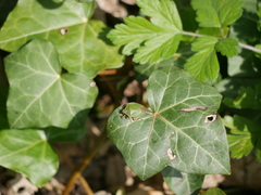 Palomena prasina