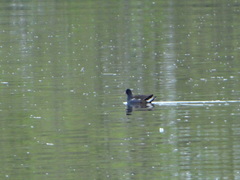 Gallinula chloropus