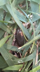 Lagria villosa