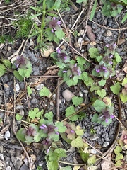 Lamium purpureum