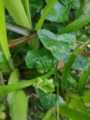 Cardamine raphanifolia