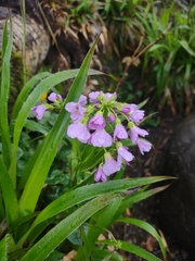 Cardamine raphanifolia