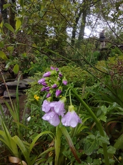 Cardamine raphanifolia