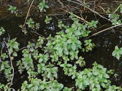 Mentha aquatica