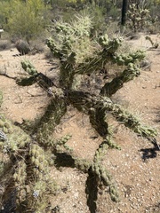 Cylindropuntia fulgida