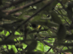 Geothlypis tolmiei