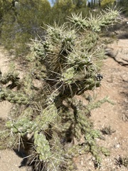Cylindropuntia fulgida