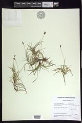 Carex concinna