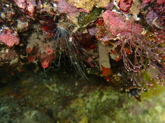 Cirratulus grandis