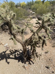 Cylindropuntia fulgida