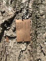 Phellodendron lavallei