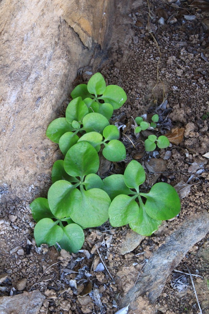 Tylecodon florentii