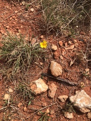 Tetraneuris argentea